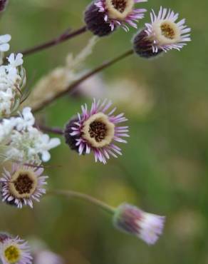 Fotografia 4 da espécie Erigeron acer no Jardim Botânico UTAD