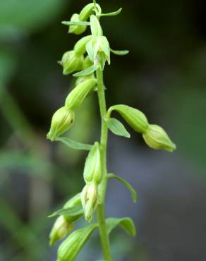 Fotografia 8 da espécie Epipactis fageticola no Jardim Botânico UTAD