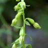 Fotografia 8 da espécie Epipactis fageticola do Jardim Botânico UTAD