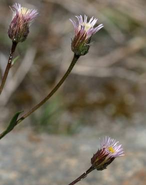 Fotografia 6 da espécie Erigeron acer no Jardim Botânico UTAD