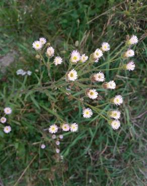 Fotografia 7 da espécie Erigeron acer no Jardim Botânico UTAD