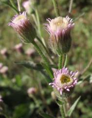 Erigeron acer