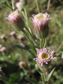 Fotografia da espécie Erigeron acer