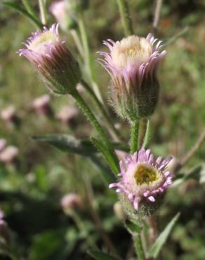 Fotografia 1 da espécie Erigeron acer no Jardim Botânico UTAD