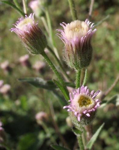 Fotografia de capa Erigeron acer - do Jardim Botânico