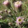 Fotografia 1 da espécie Erigeron acer do Jardim Botânico UTAD