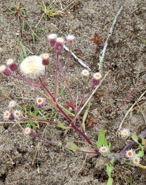 Fotografia 10 da espécie Erigeron acer no Jardim Botânico UTAD