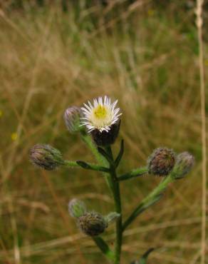 Fotografia 11 da espécie Erigeron acer no Jardim Botânico UTAD