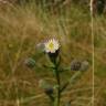 Fotografia 11 da espécie Erigeron acer do Jardim Botânico UTAD