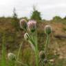 Fotografia 12 da espécie Erigeron acer do Jardim Botânico UTAD