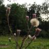 Fotografia 13 da espécie Erigeron acer do Jardim Botânico UTAD