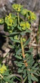 Fotografia da espécie Euphorbia portlandica