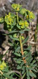 Fotografia da espécie Euphorbia portlandica