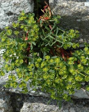 Fotografia 6 da espécie Euphorbia portlandica no Jardim Botânico UTAD