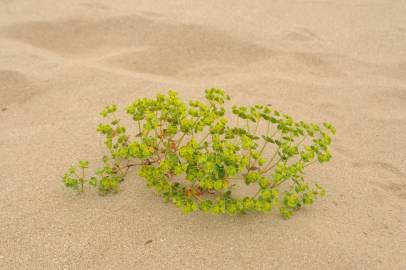 Fotografia da espécie Euphorbia portlandica