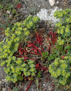 Fotografia 8 da espécie Euphorbia portlandica no Jardim Botânico UTAD