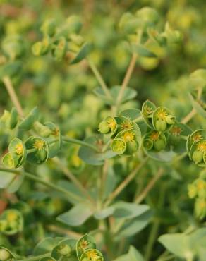 Fotografia 9 da espécie Euphorbia portlandica no Jardim Botânico UTAD