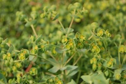 Fotografia da espécie Euphorbia portlandica