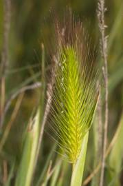 Fotografia da espécie Hordeum marinum