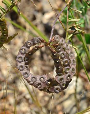 Fotografia 1 da espécie Hippocrepis multisiliquosa no Jardim Botânico UTAD