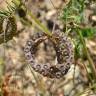 Fotografia 1 da espécie Hippocrepis multisiliquosa do Jardim Botânico UTAD