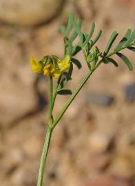 Fotografia da espécie Hippocrepis multisiliquosa