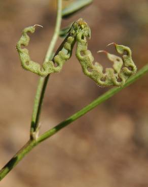 Fotografia 3 da espécie Hippocrepis multisiliquosa no Jardim Botânico UTAD