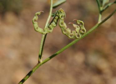 Fotografia da espécie Hippocrepis multisiliquosa