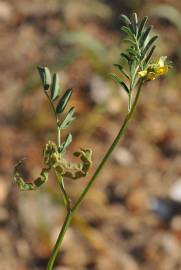 Fotografia da espécie Hippocrepis multisiliquosa