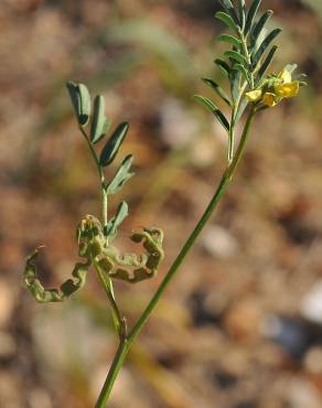 Fotografia 5 da espécie Hippocrepis multisiliquosa no Jardim Botânico UTAD