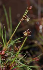 Fotografia da espécie Juncus bulbosus