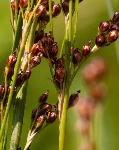 Fotografia de capa Juncus compressus - do Jardim Botânico