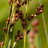 Fotografia 1 da espécie Juncus compressus do Jardim Botânico UTAD