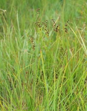 Fotografia 3 da espécie Juncus compressus no Jardim Botânico UTAD