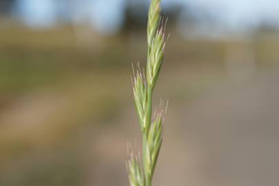 Fotografia da espécie Lolium multiflorum