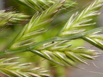 Fotografia da espécie Lolium multiflorum