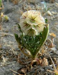 Lomelosia stellata