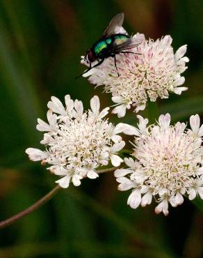 Fotografia 3 da espécie Oenanthe fistulosa no Jardim Botânico UTAD