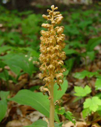 Fotografia de capa Neottia nidus-avis - do Jardim Botânico