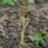 Fotografia 6 da espécie Neottia nidus-avis do Jardim Botânico UTAD