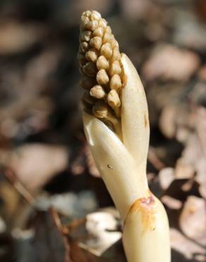 Fotografia 13 da espécie Neottia nidus-avis no Jardim Botânico UTAD