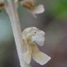 Fotografia 14 da espécie Neottia nidus-avis do Jardim Botânico UTAD