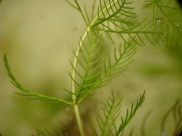 Fotografia da espécie Myriophyllum spicatum