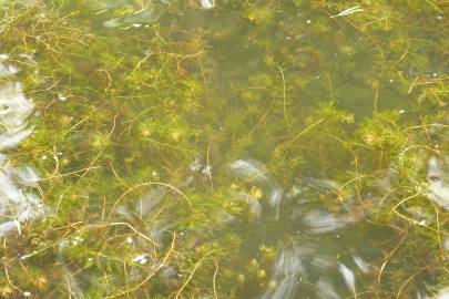 Fotografia da espécie Myriophyllum spicatum