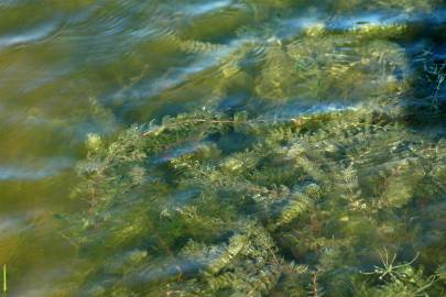 Fotografia da espécie Myriophyllum spicatum