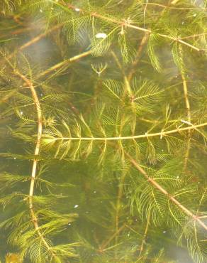 Fotografia 5 da espécie Myriophyllum spicatum no Jardim Botânico UTAD