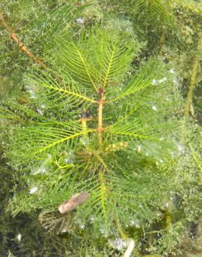 Fotografia 6 da espécie Myriophyllum spicatum no Jardim Botânico UTAD