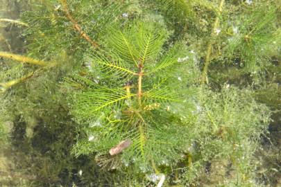 Fotografia da espécie Myriophyllum spicatum