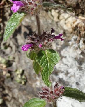 Fotografia 13 da espécie Clinopodium vulgare no Jardim Botânico UTAD