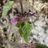 Fotografia 13 da espécie Clinopodium vulgare do Jardim Botânico UTAD